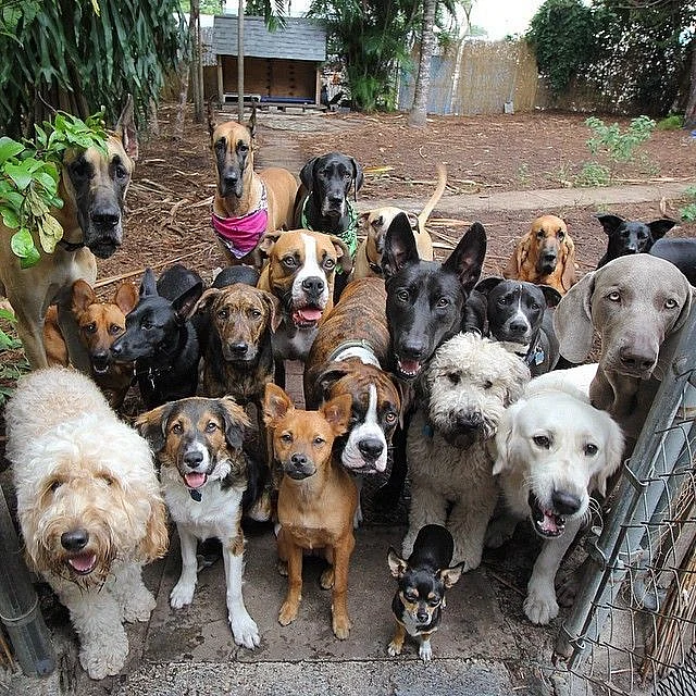 Glorious Group Photos Show The Happiest Pack Of Dogs In Town