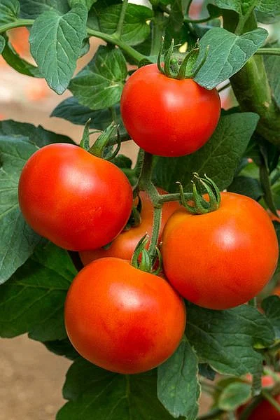 tomato