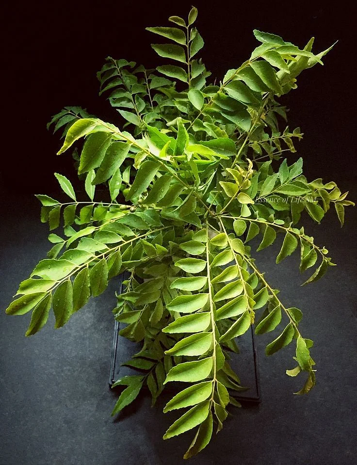 curry leaves.45