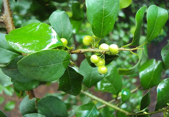 Commiphora wightii 3