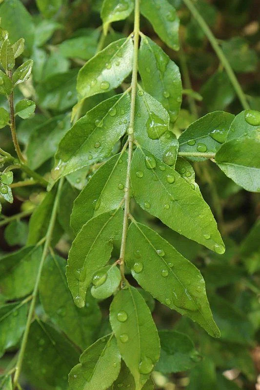 curry leaves.4
