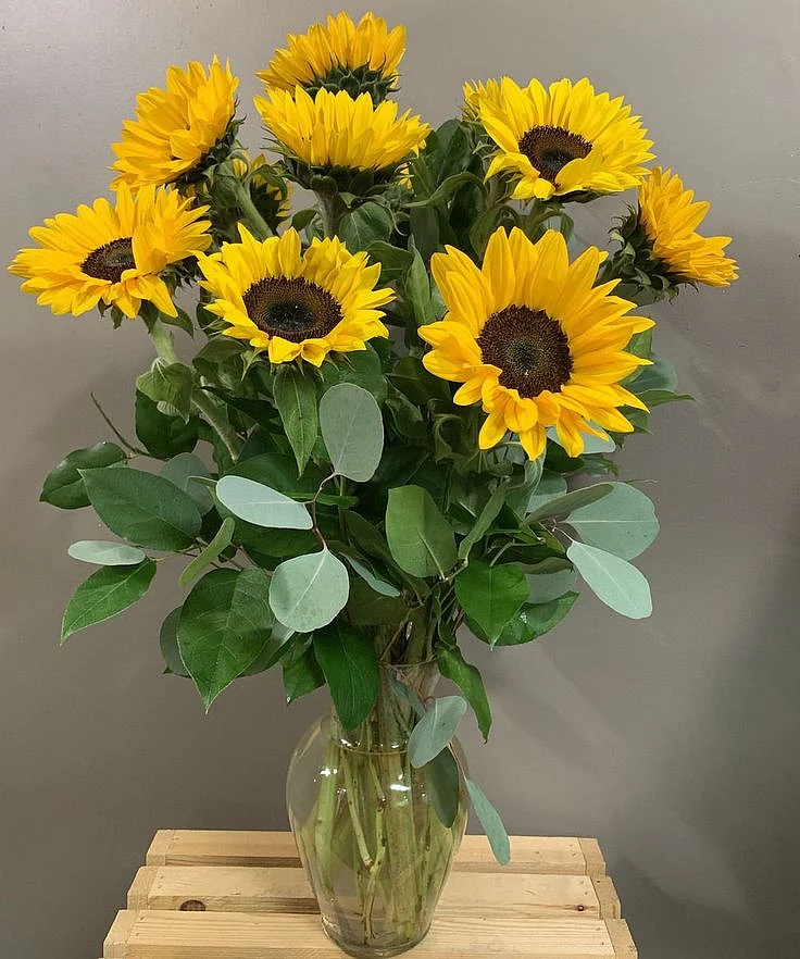 Sunflower.2