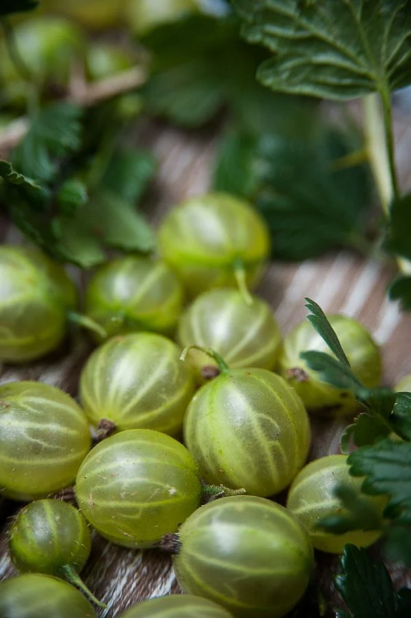 Amla powder4