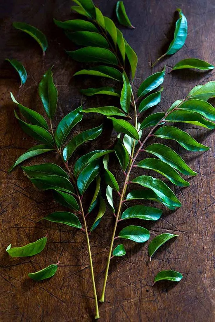 curry leaves.1