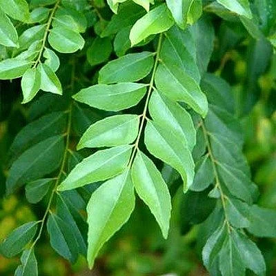 curry leaves.3