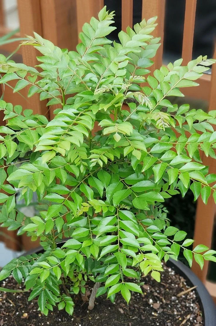 curry leaves.5