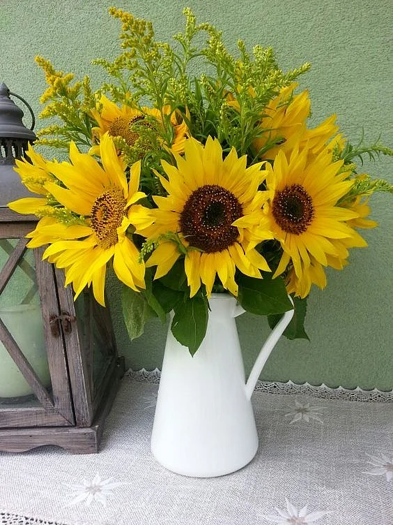Sunflower.7