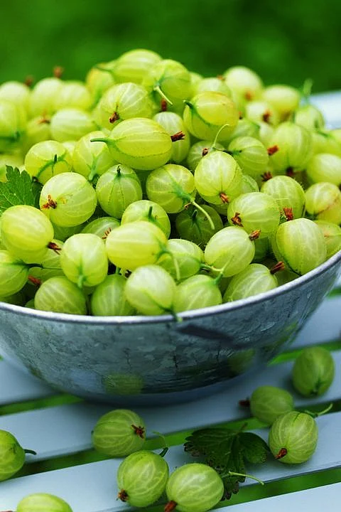 Amla powder5