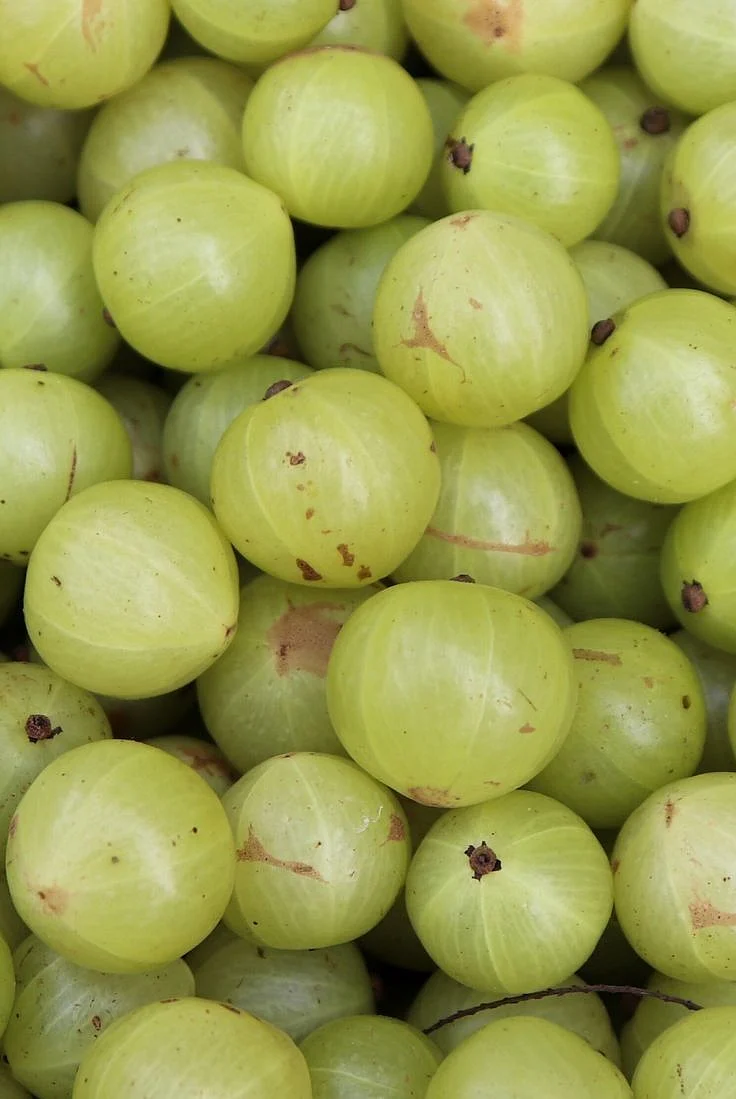 Amla powder1