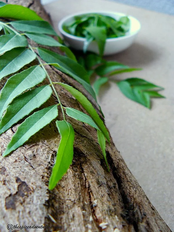 curry leaves.2