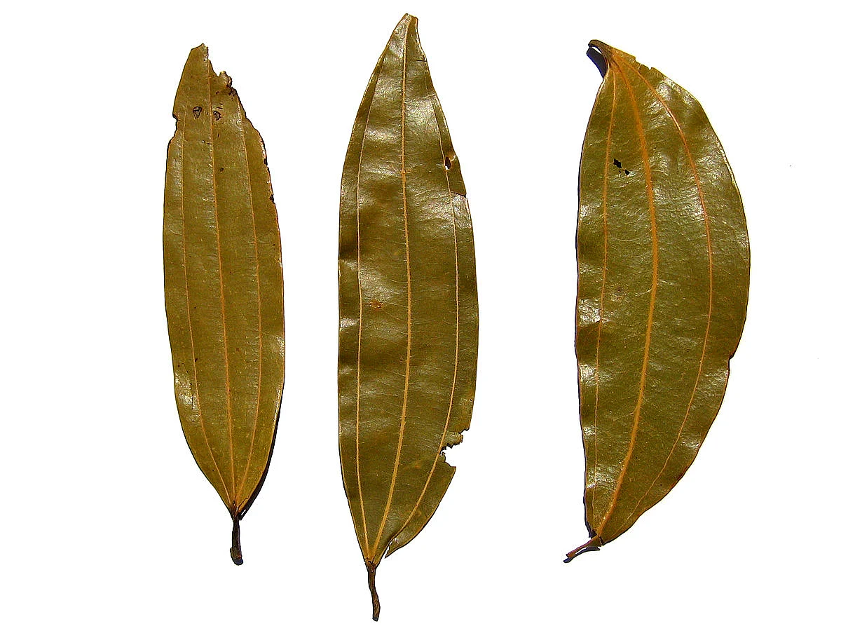 1200px Indianbayleaf tejpatta indischesLorbeerblatt