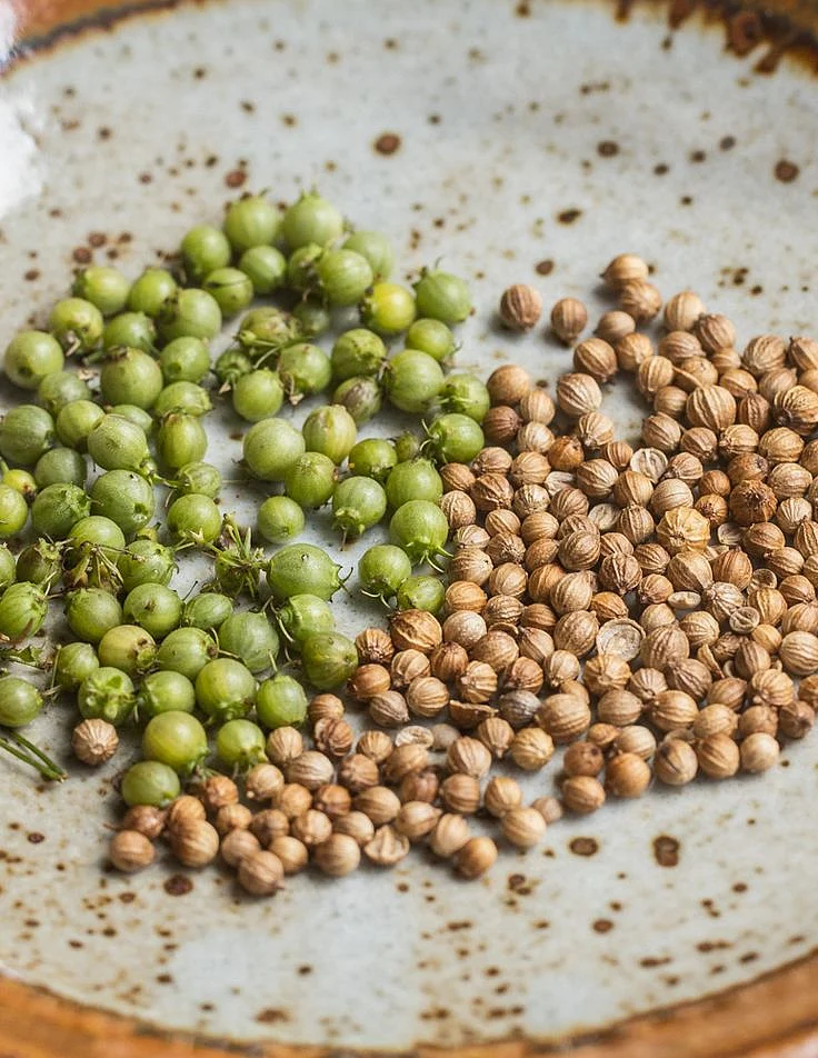Coriander seeds 9
