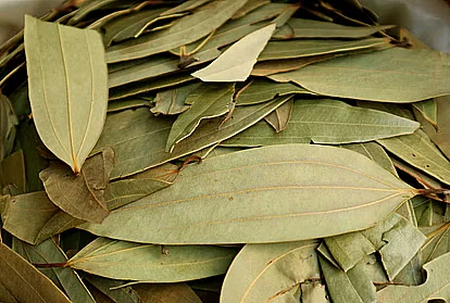 tej patta1632463007
