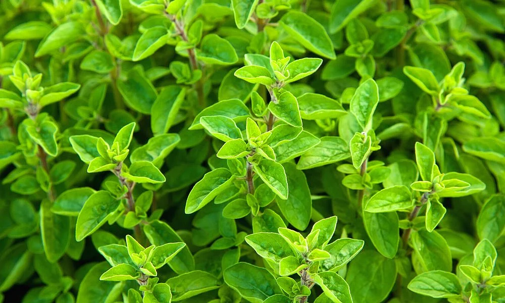 How To Grow Marjoram Marua Plant At Home In Hindi