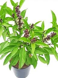 images 96