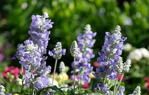 marwa benefits uses side effects
