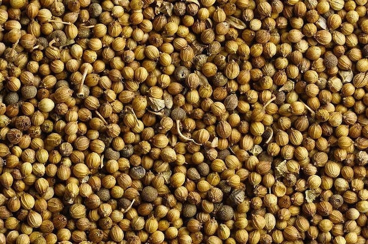 Coriander seeds 7