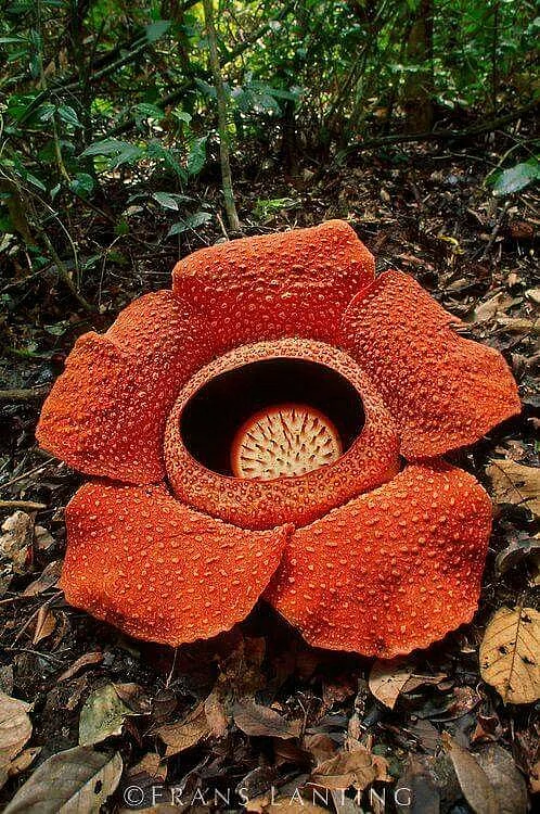 dangerous plants 6