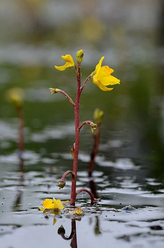 dangerous plants 9