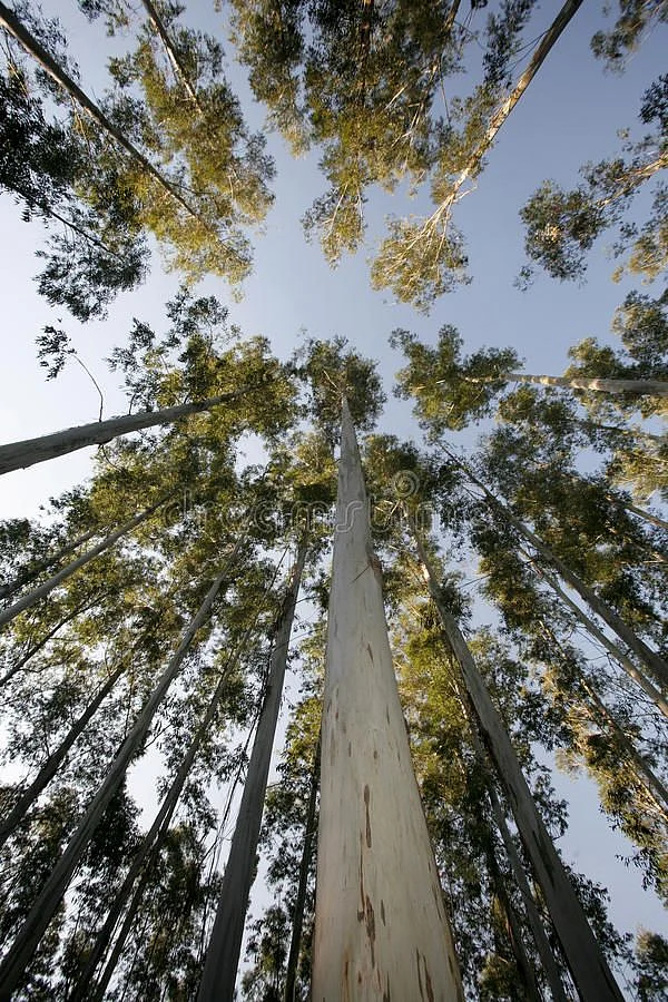 Eucalyptus trees stock image Image of high eucaliptus 9808897