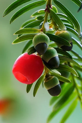 dangerous plants 5