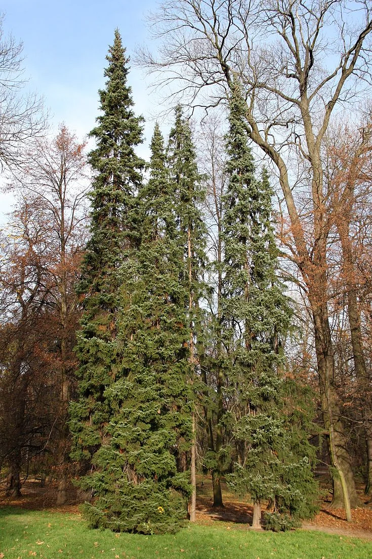 Serbian Spruce Small Tree Seedling