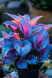 Dangerous Plant