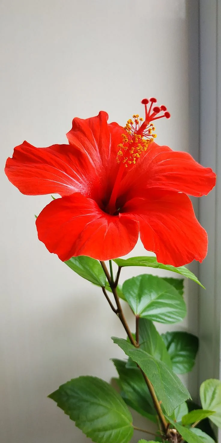 Hibiscus