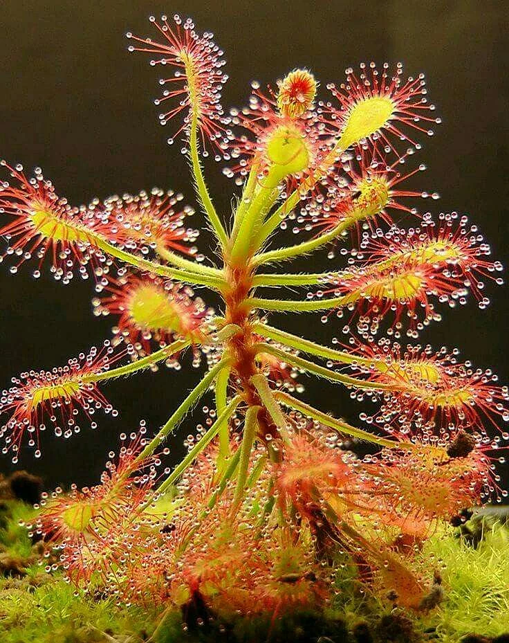 dangerous plants 7