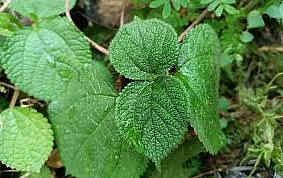 dangerous plants 4