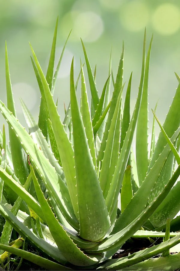 aloe vera plant