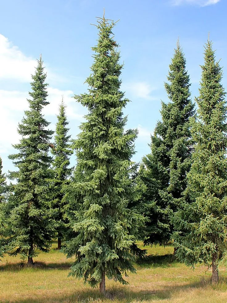 Top 5 Evergreen Privacy Trees That Are Easy to Grow