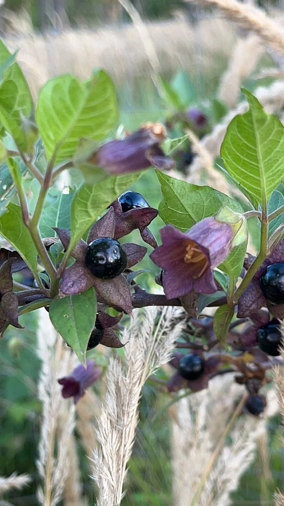 dangerous plants 2