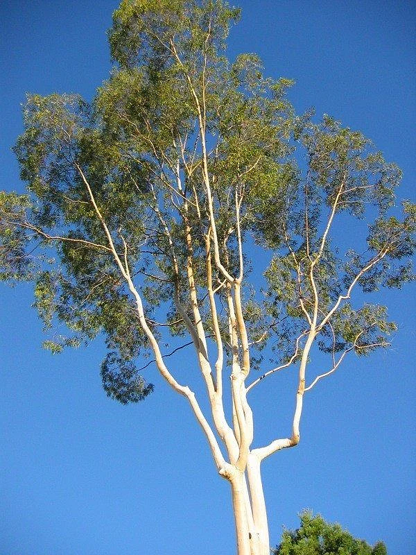 Eucalyptus Tree Care Tips On Growing Eucalyptus