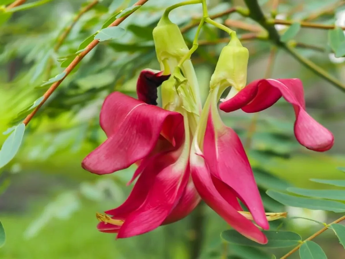 augstyaflower17309571336211730957133882