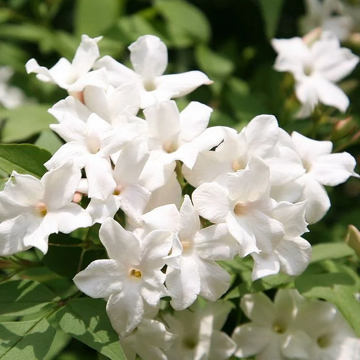 Jasmine