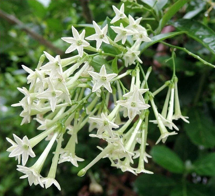 Cestrum Nocturnum