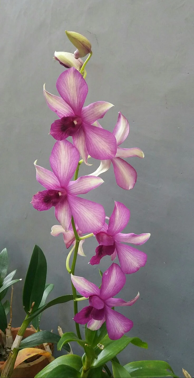 Dendrobium Orchid