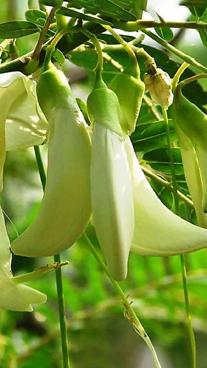 flowers of agastya 1691658963