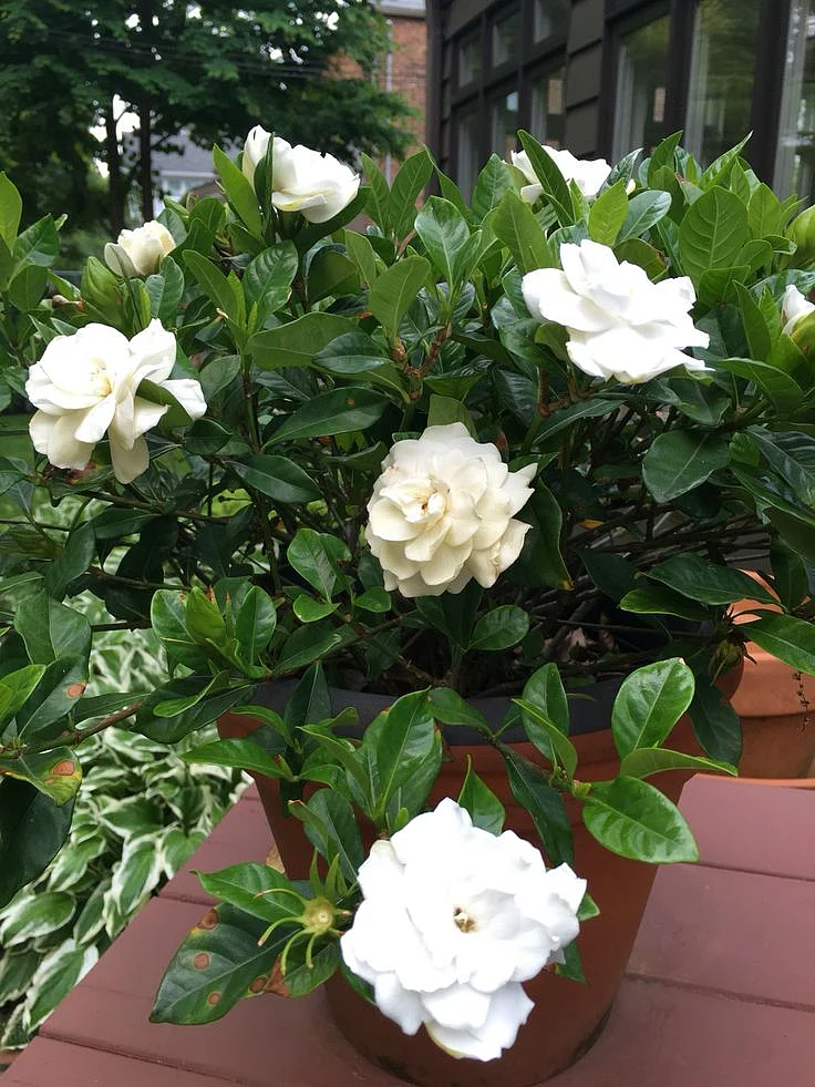 Gardenia