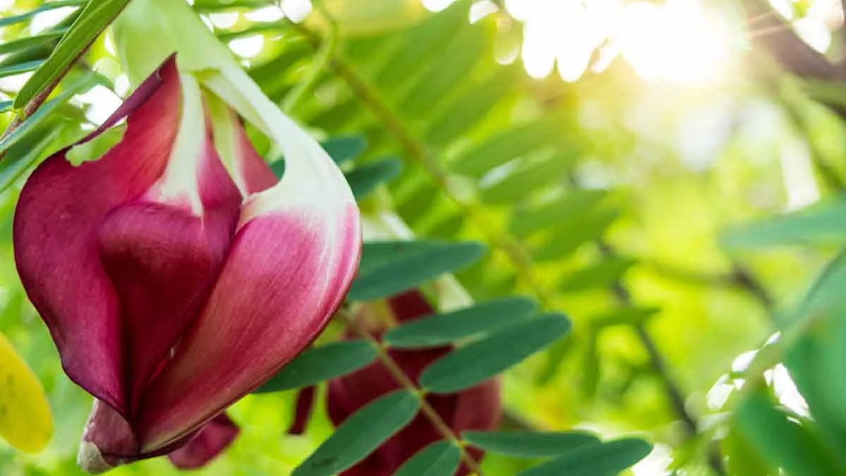 agastya flower to offer lord shiva