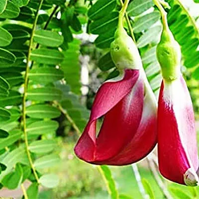 Agastya Sesbania Grandiflora 1