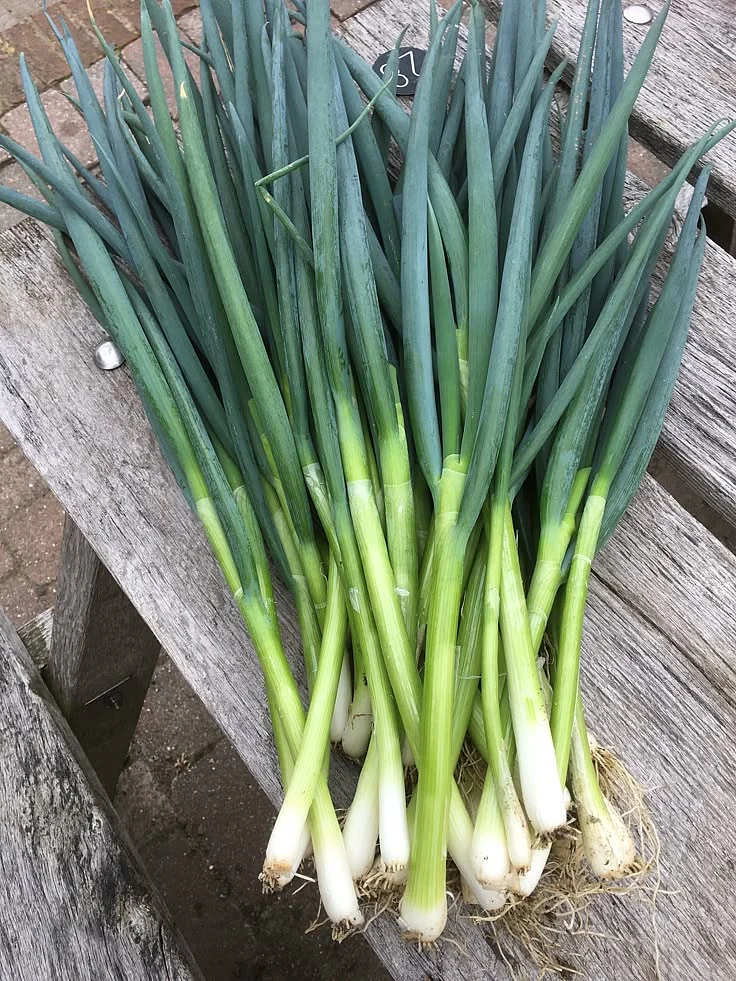 Green Onion