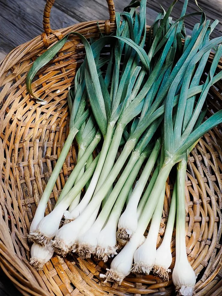 Green Onion 9