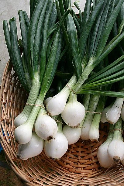 Green Onion 1