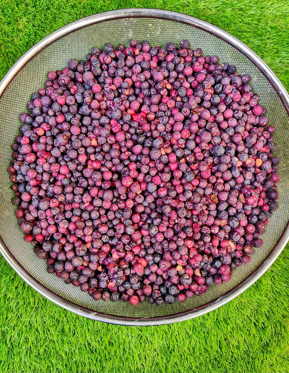 Phalsa Falsa