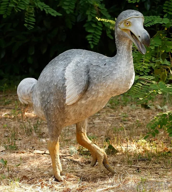 The Dodo is an extinct flightless Bird Its…