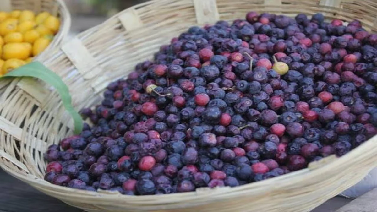 phalsafruit146502602380650060416011153