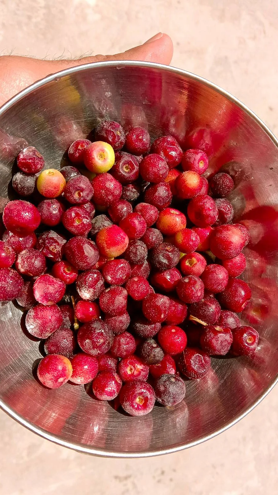 Phalsa benefits1