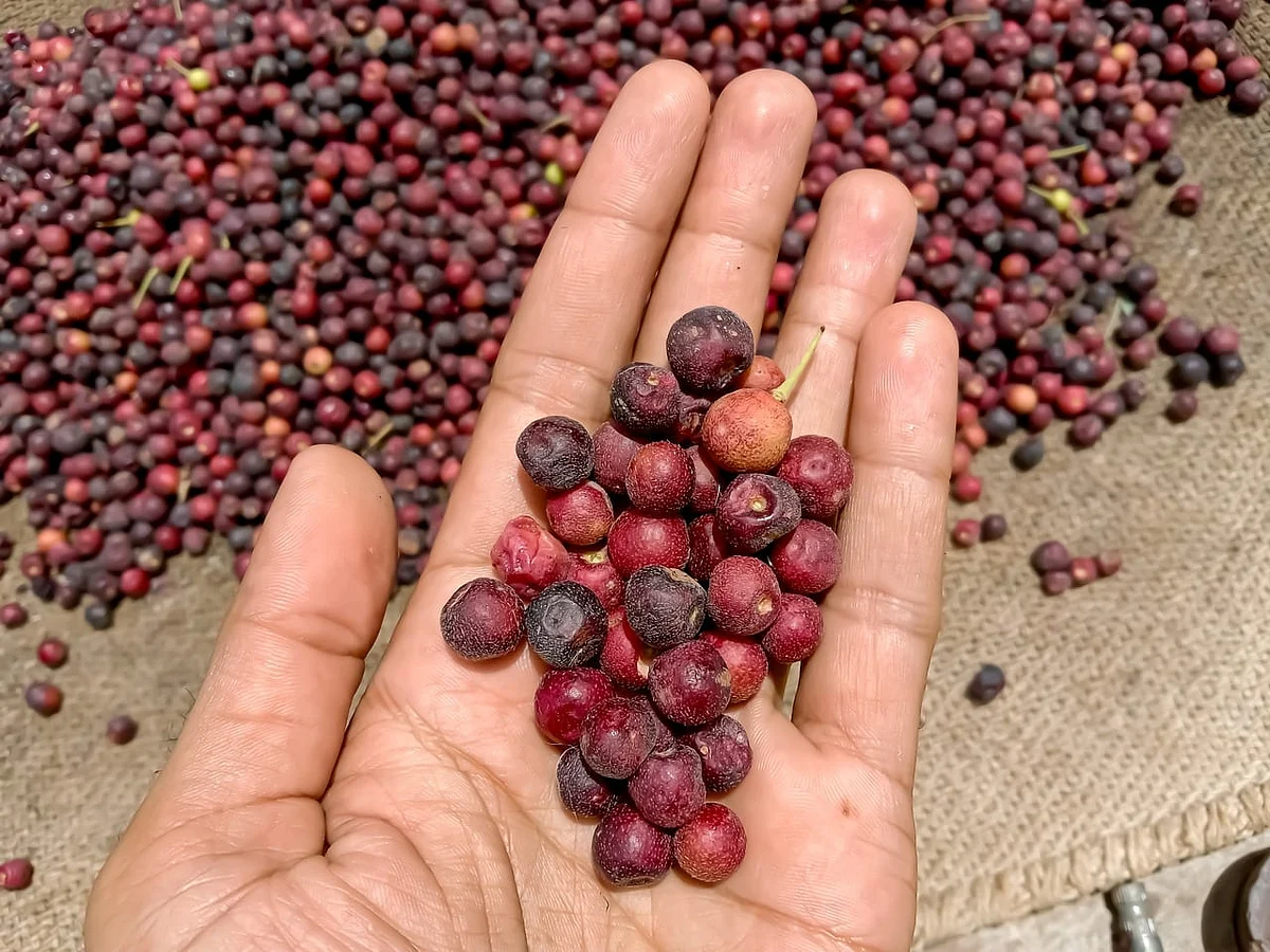 Phalsa